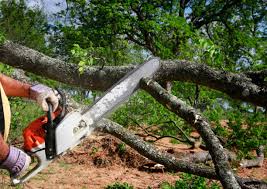 Best Arborist Consultation Services  in Watertown Town, MA